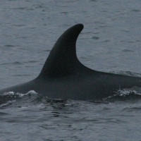 BS23 Orca